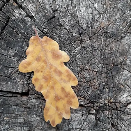 Casa Della Casa Lägenhet *