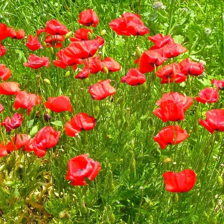 Casa Della Casa Apartment San Severino Marche