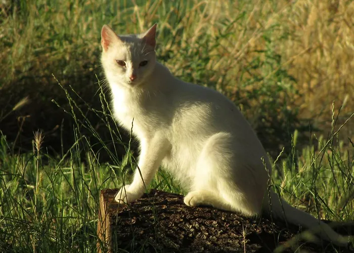 Casa Della Casa Daire