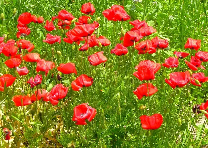 Casa Della Casa Daire San Severino Marche